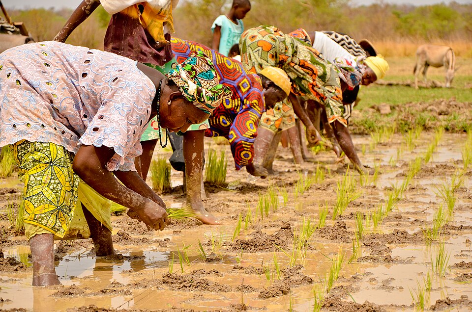 Feed Africa